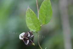 Ceropegia elegans